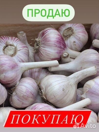 Чеснок