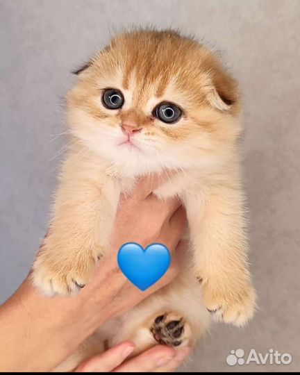 Шотландская