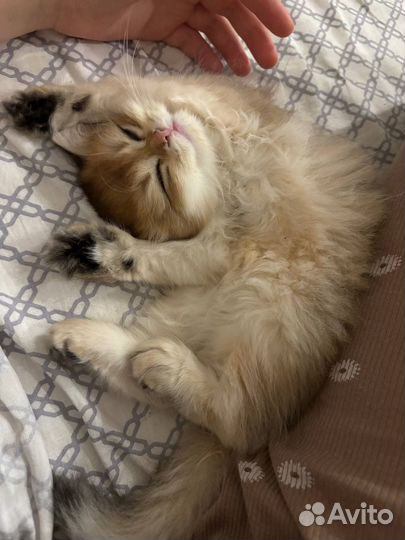 Шотландская золотая шиншилла девочка