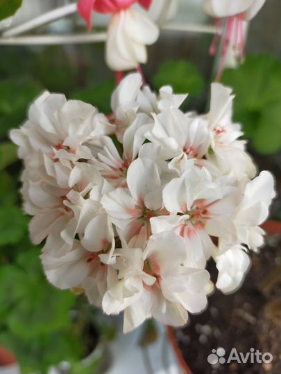 Пеларгония герань