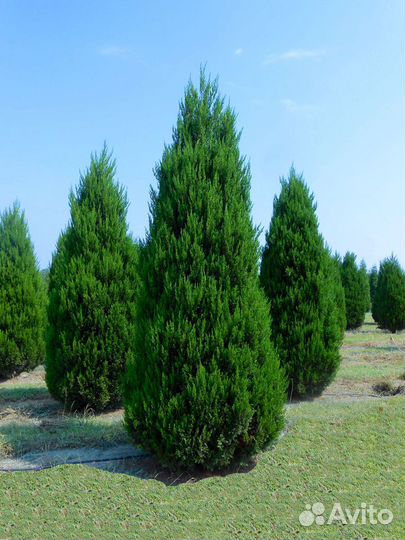 Кетелери можжевельник