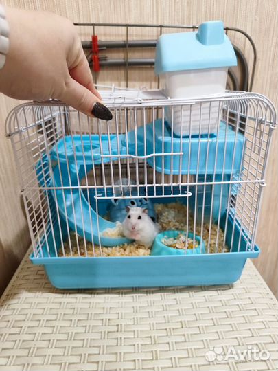 Хомяк с клеткой