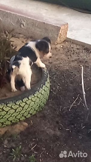 Собаки щенки