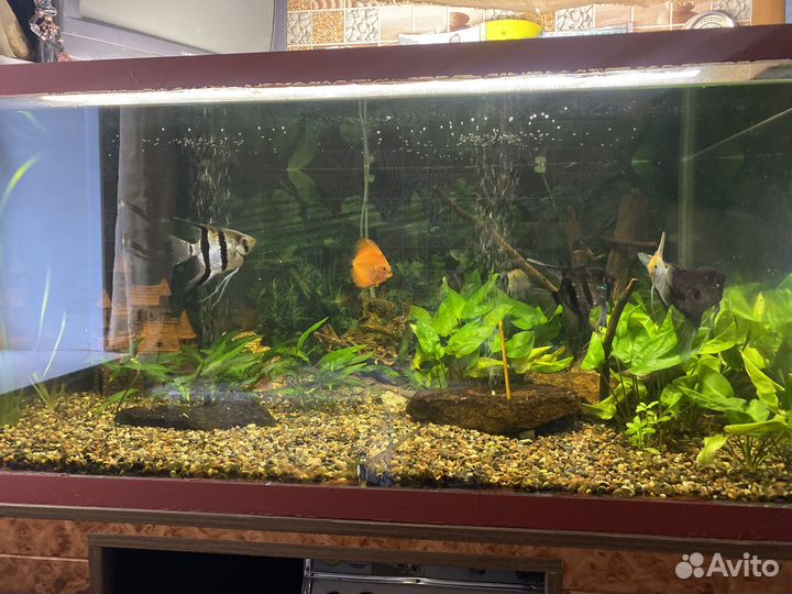 Аквариумы