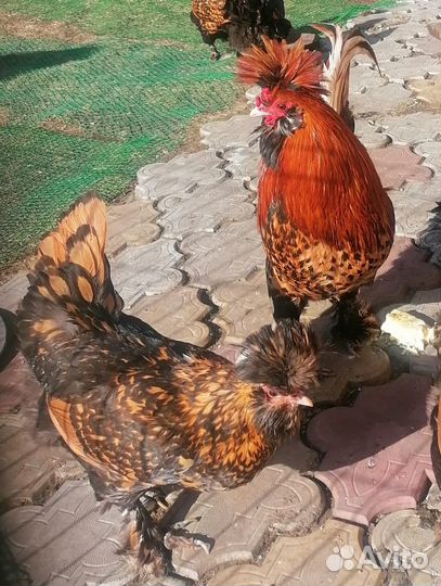 Павловские цыплята