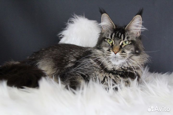 Кошка породы Мейн Кун