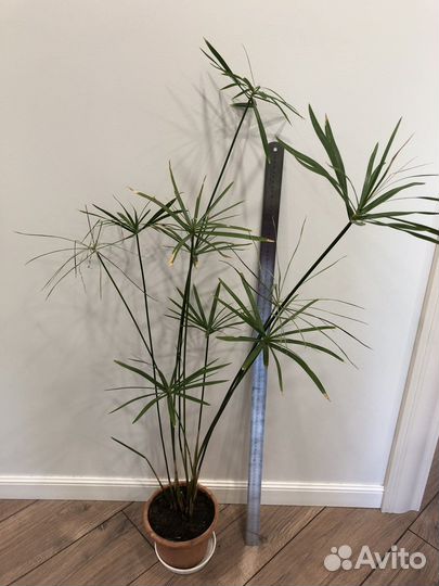 Циперус папирус