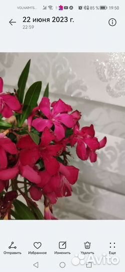 Олеандры сортовые