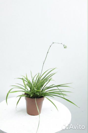 Хлорофитум