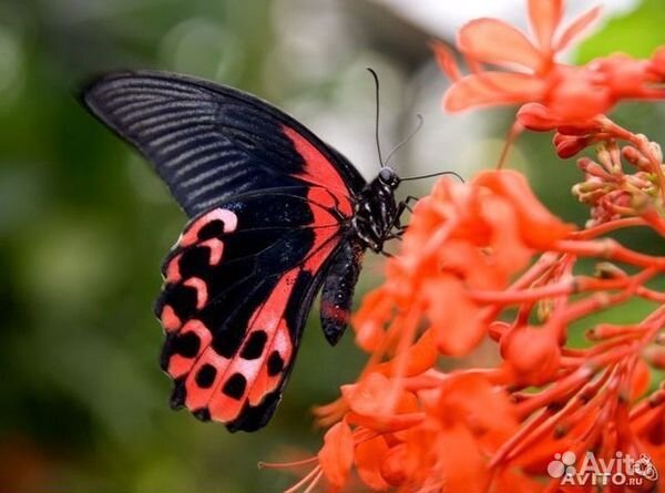 Живые тропические бабочки Parides anchises marthil