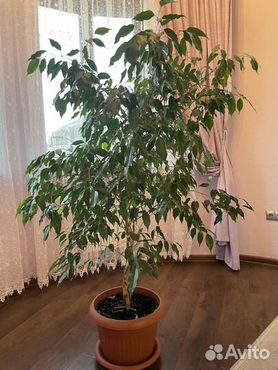 Комнатные цветы