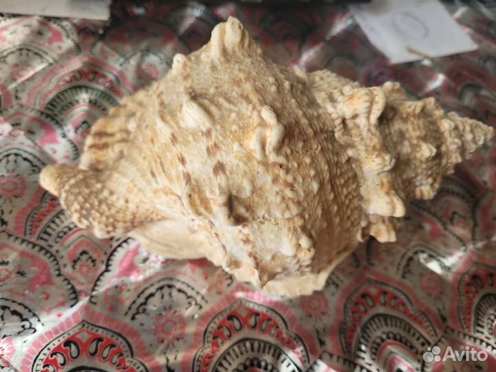 Ракушка