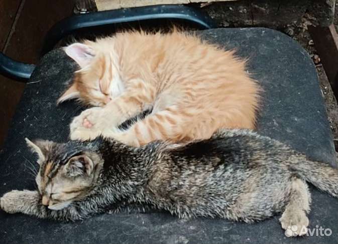 Кошка в дар