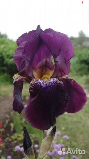 Ирис сибирский голубой (много разных)
