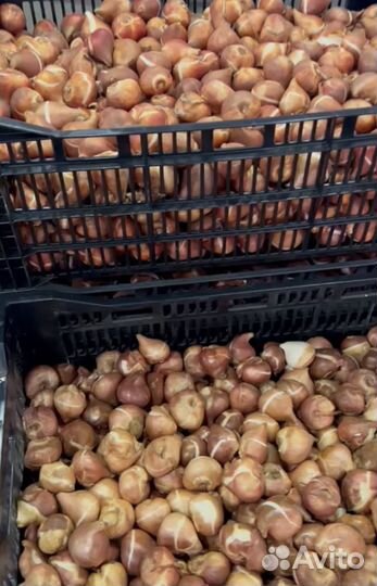 Луковицы тюльпанов оптом