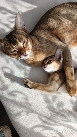 Аббисинский котенок