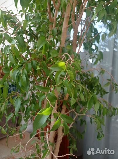 Фикус бенджамина большой 190 см