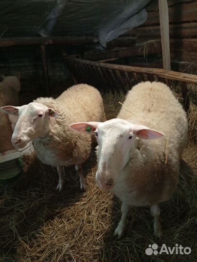 Баран Восточно Фризской породы