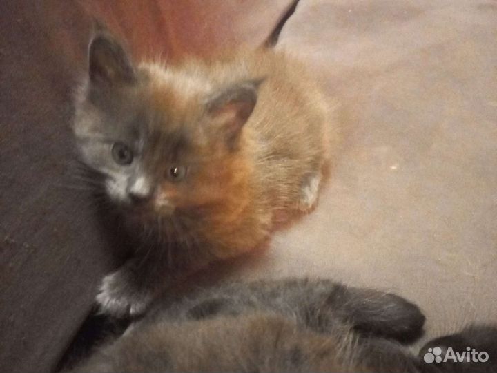 Котята мейн-кун продажа