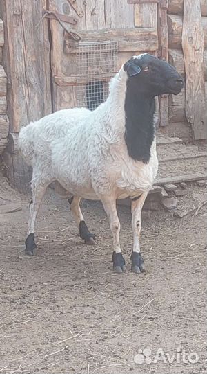 Баран курдючный