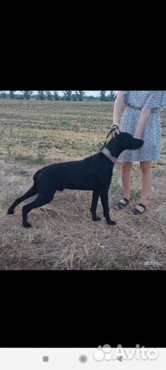 Курцхаар вязка