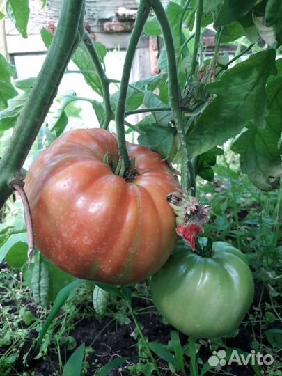 Сызранские томаты и огурцы