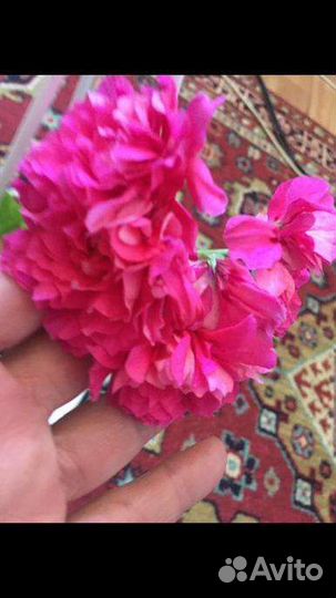 Сортовые пеларгонии