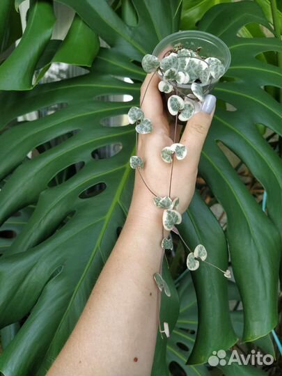 Дисхидии, церопегия вуда