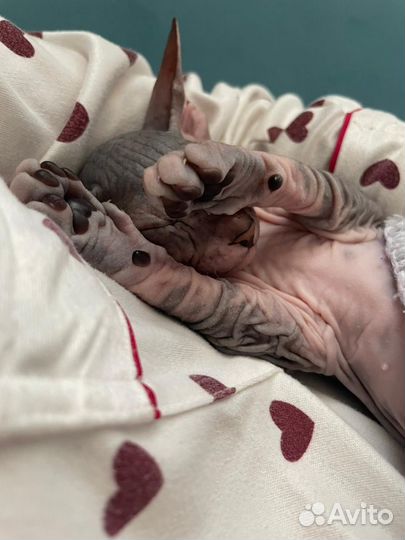 Канадский сфинкс