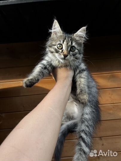Котенок в добрые руки