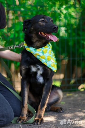 Собака в дом