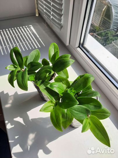 Традесканция