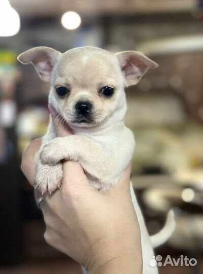 Чихуахуа девочка