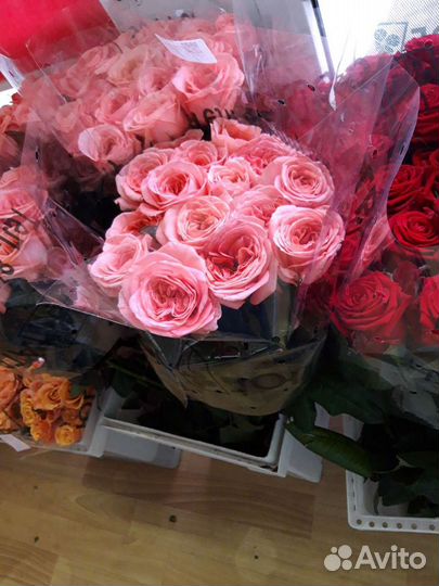 Роза 70 см пионовидная с базы роз