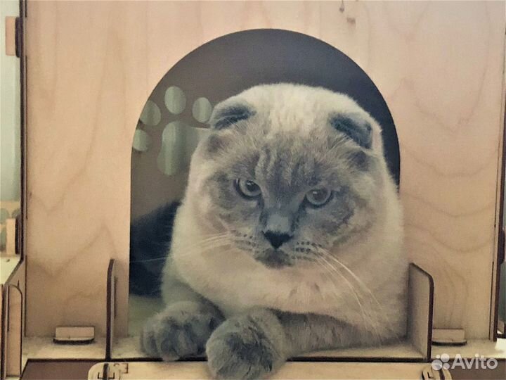 Вязка вислоухий шотландский кот блю пойнт