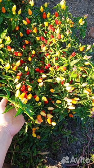 Перец хрумсвет