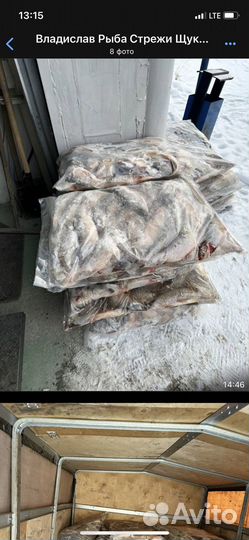 Рыба язь
