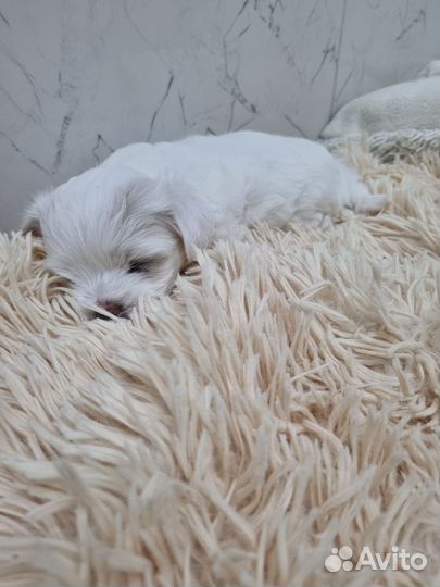 Щенки мальтезе