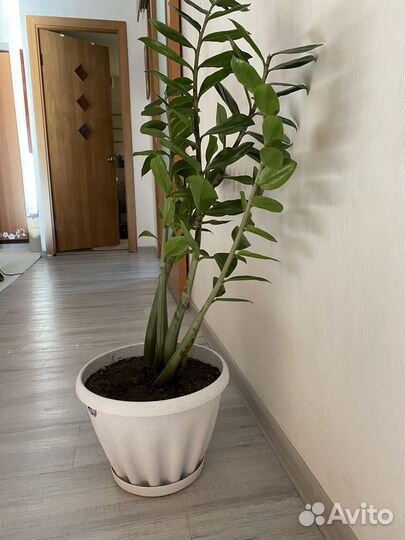 Замиокулькас