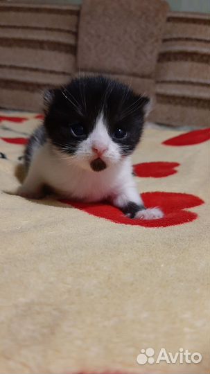 Кошки в добрые руки бесплатно