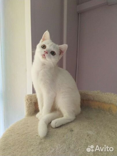 Шотландские блондины