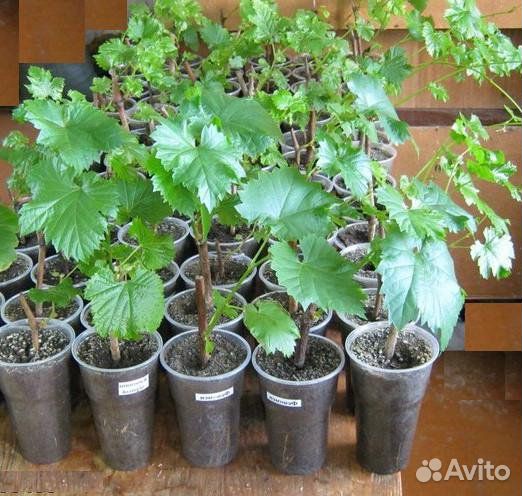 Укорененные черенки винограда элитных сортов