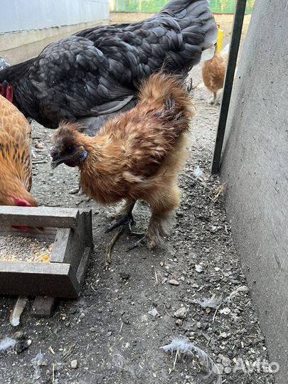 Петушки шелковые породистые 2 шт