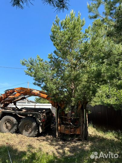 Пересадка деревьев/посадка крупномеров