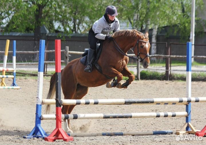 Берейтор-тренер-спортсмен-коновод-ветеринар