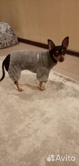 Комбинезон для собаки