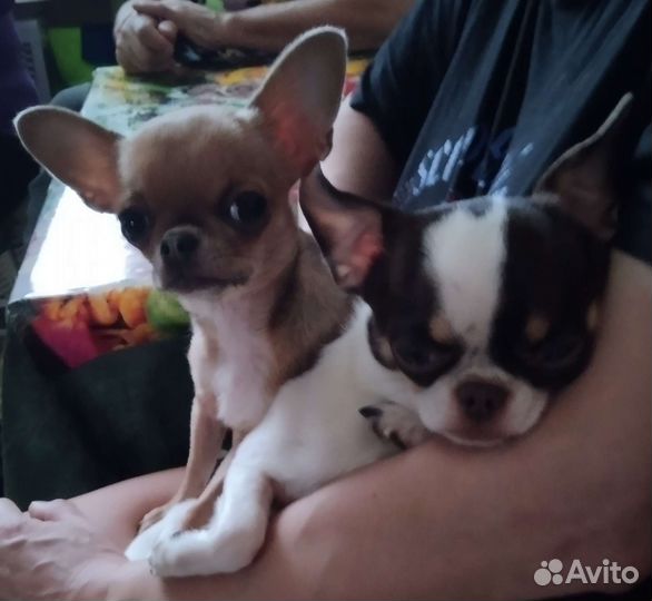 Вязка кобель чихуахуа 3 года