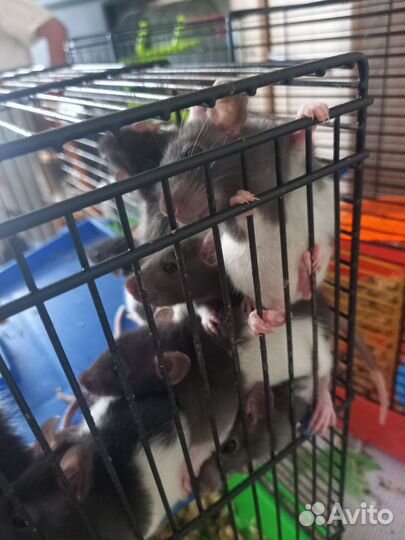 Крыса дамбо