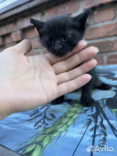 Котята в дар