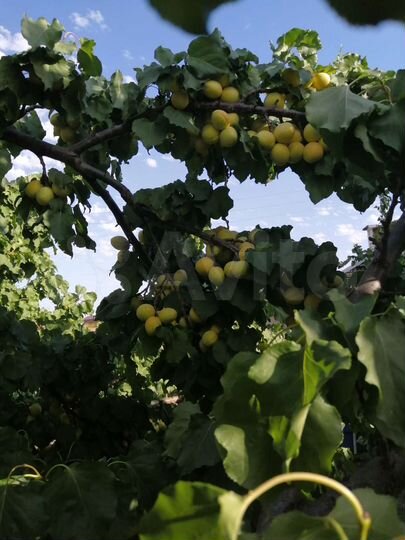 Дом 330 м² на участке 9 сот.